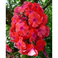 Флокс Phlox Оружейник